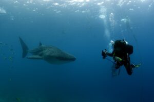 20170606_Oslob_0007 (Large)