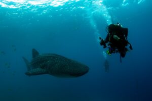 20170606_Oslob_0008 (Large)