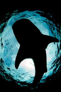 20170606_Oslob_0028 (Large)