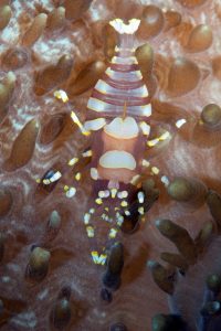 20170607_Gorgonian Wall_0004 (Large)