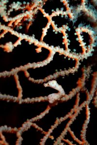 20170607_Gorgonian Wall_0007 (Large)