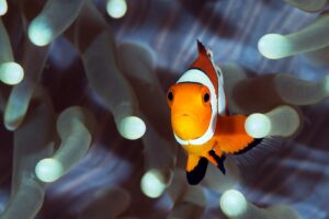 20170607_Gorgonian Wall_0015 (Large)