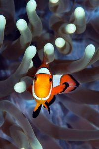 20170607_Gorgonian Wall_0016 (Large)