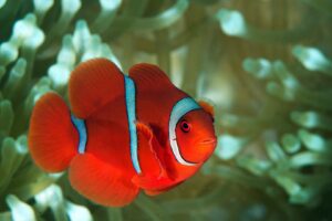 20170607_Gorgonian Wall_0020 (Large)