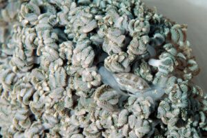 20170607_Gorgonian Wall_0025 (Large)