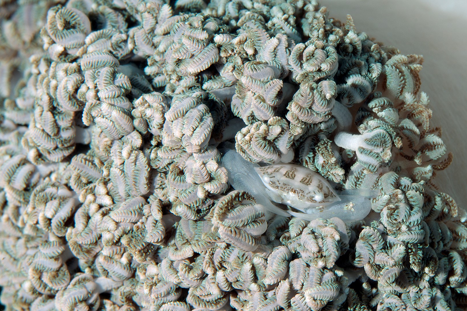 20170607_Gorgonian Wall_0025 (Large)