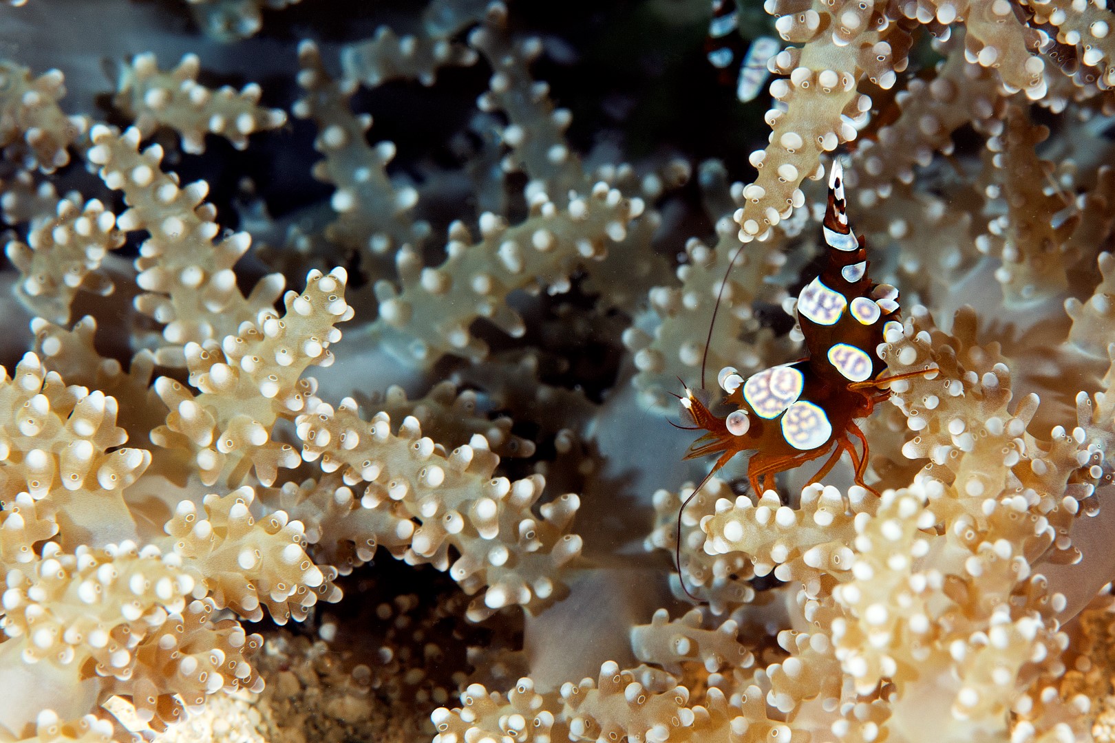 20170607_Pangangan Wall_0004 (Large)