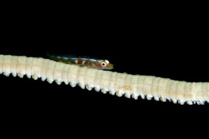 20170607_Pangangan Wall_0005 (Large)