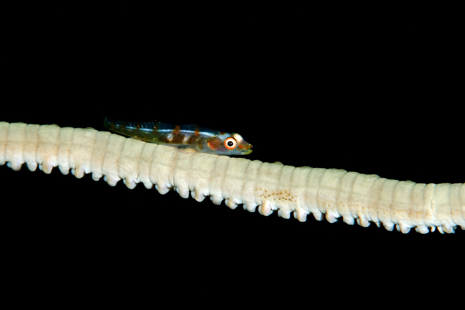 20170607_Pangangan Wall_0005 (Large)