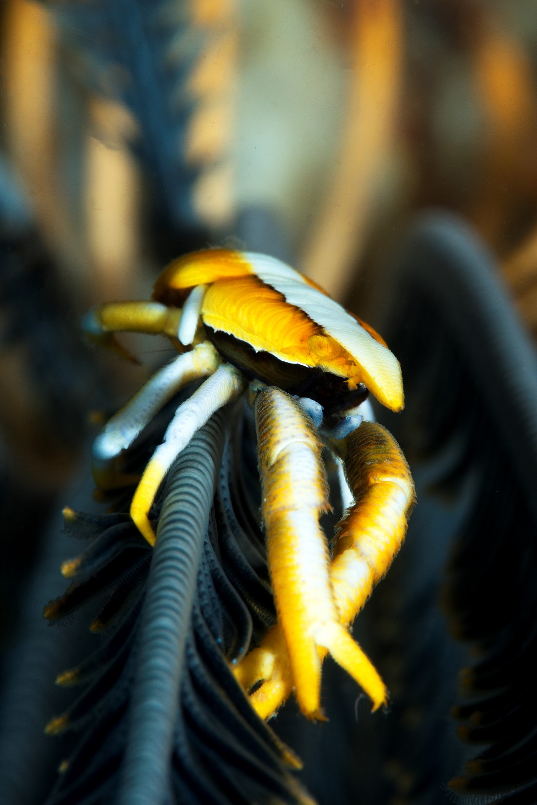 20170607_Pangangan Wall_0015 (Large)