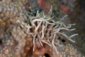 20170607_Pangangan Wall_0029 (Large)