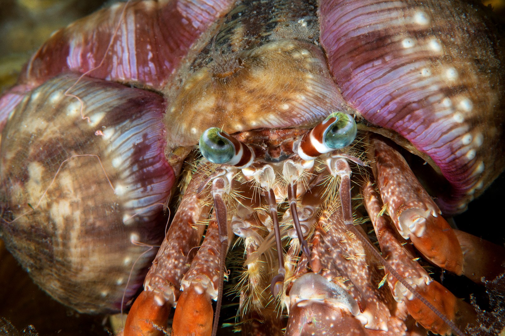 20170608_Bamboo Reef_0010 (Large)
