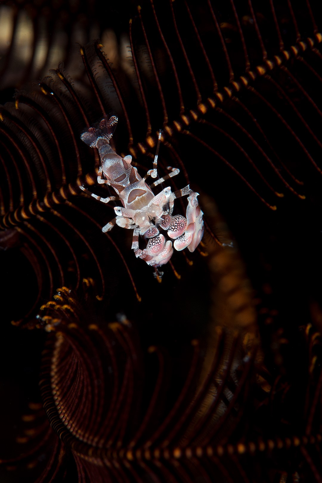 20170608_Bamboo Reef_0011 (Large)