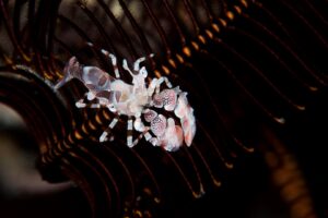 20170608_Bamboo Reef_0012 (Large)