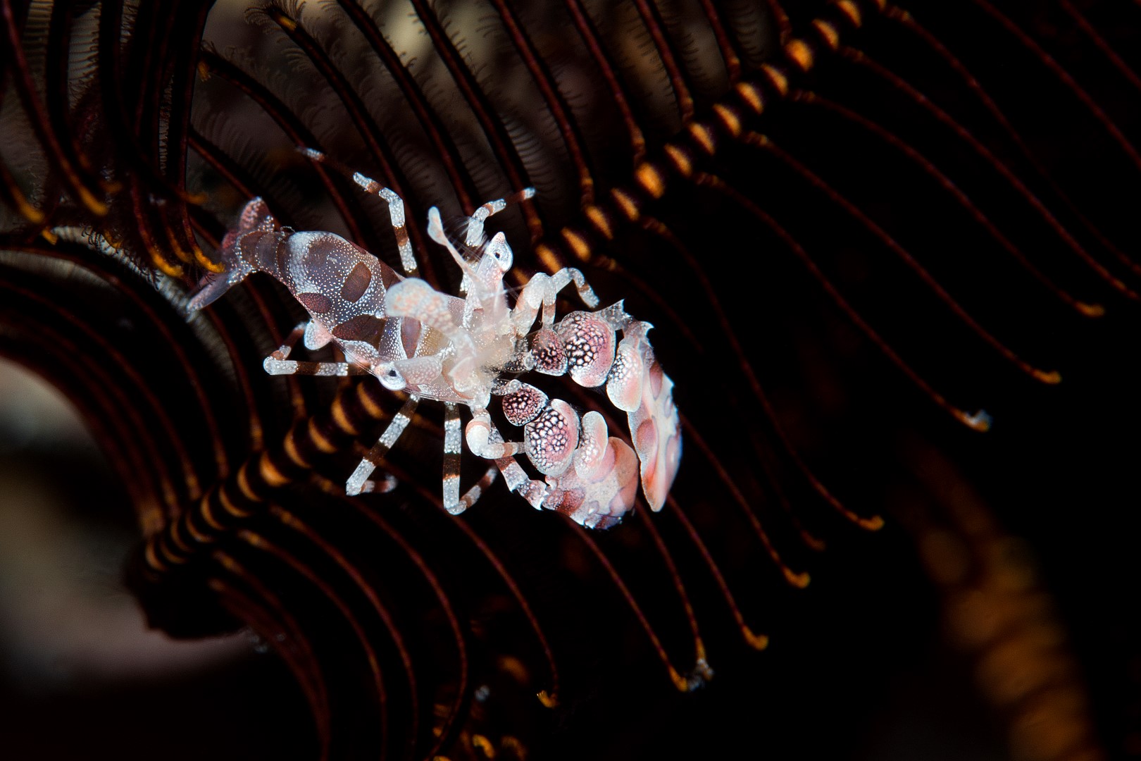 20170608_Bamboo Reef_0012 (Large)