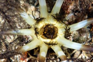 20170608_Bamboo Reef_0017 (Large)