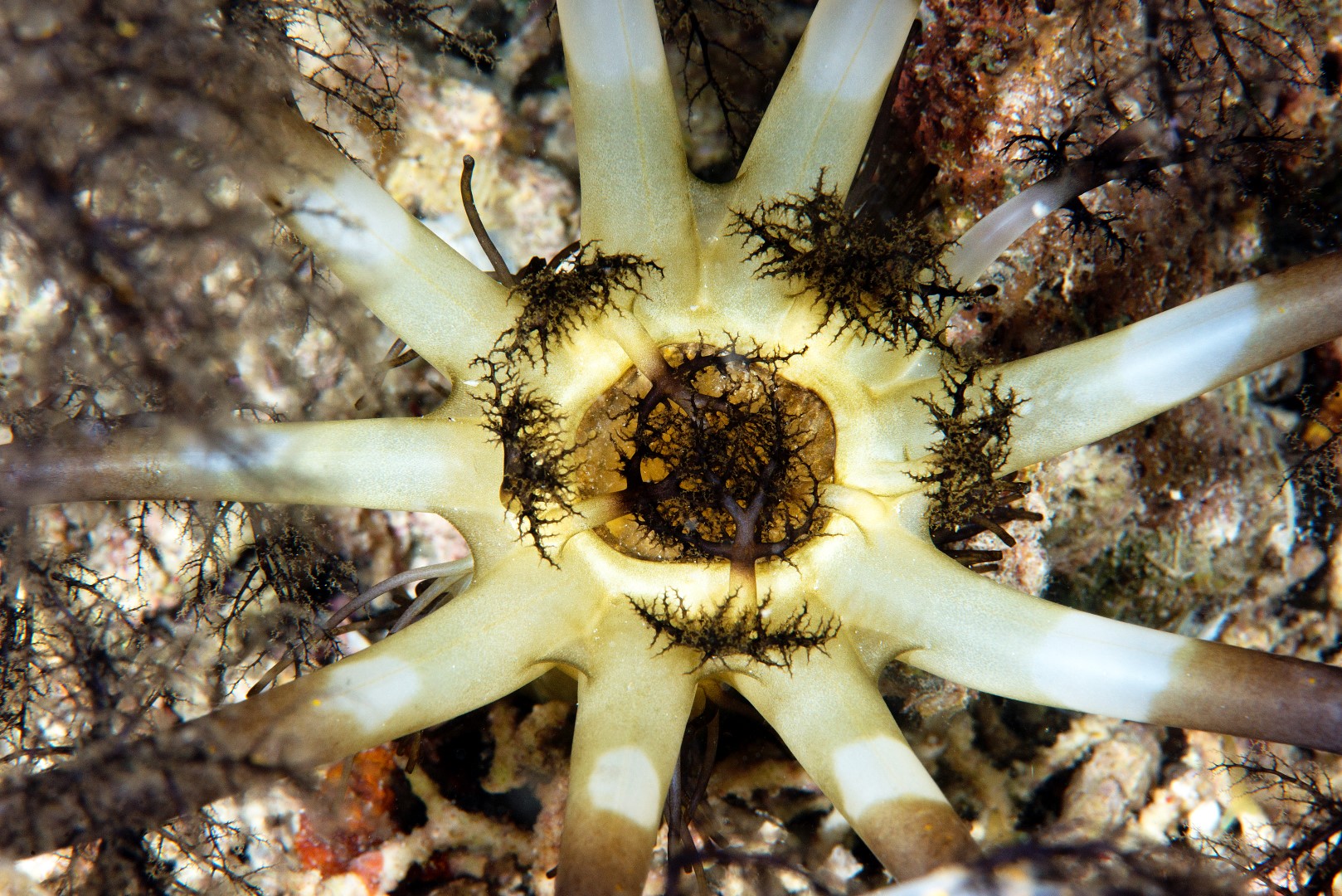 20170608_Bamboo Reef_0017 (Large)