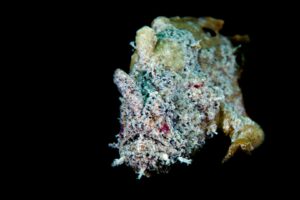 20171021_Edithburgh_0007 (Large)