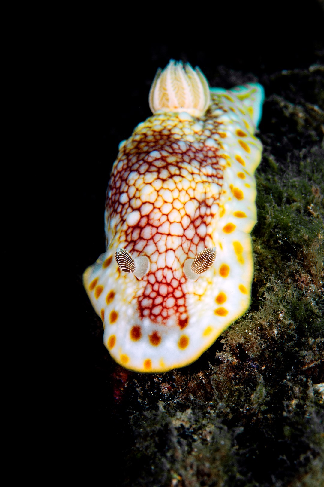 20171021_Edithburgh_0015 (Large)