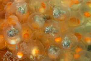 20171022_Edithburgh_0001 (Large)