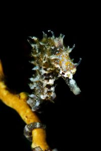 20171022_Edithburgh_0007 (Large)