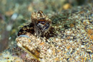 20181020_Edithburgh_0001 (Large)