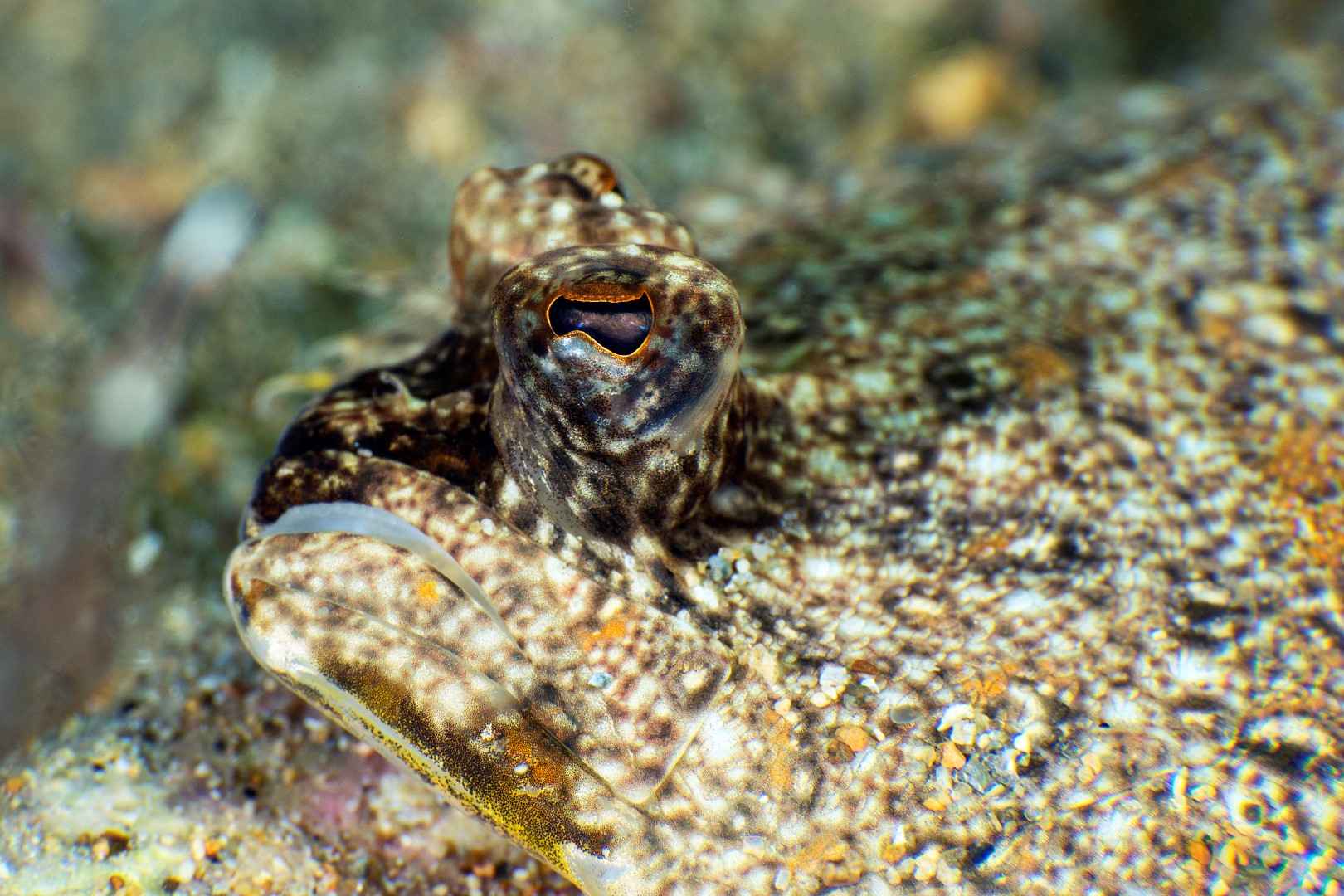 20181020_Edithburgh_0001 (Large)