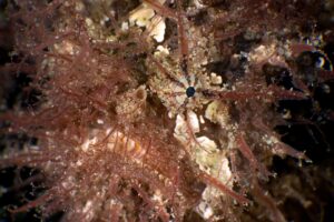 20181020_Edithburgh_0019 (Large)