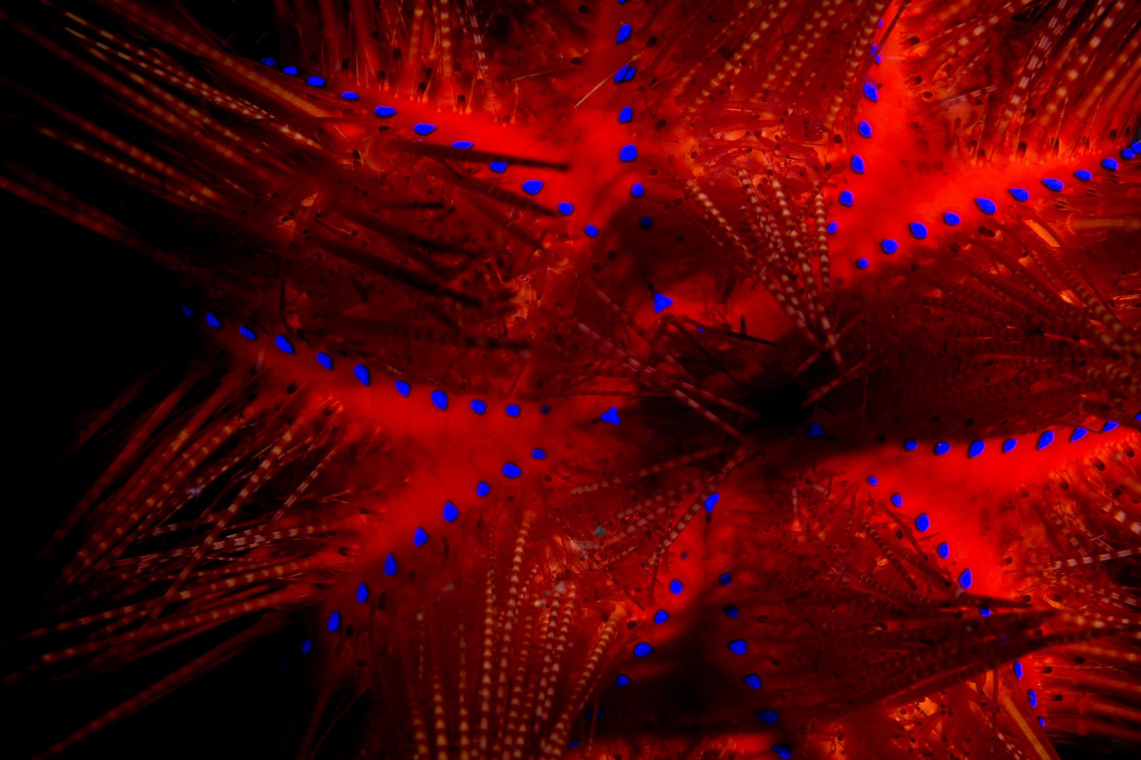 20181111_Amed Melasti_0009 (Large)