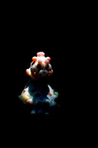 20181112_Japanese Wreck_0004 (Large)