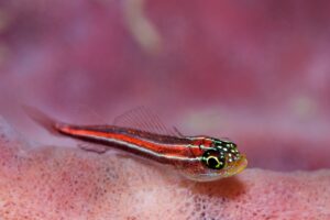 20181112_Japanese Wreck_0013 (Large)