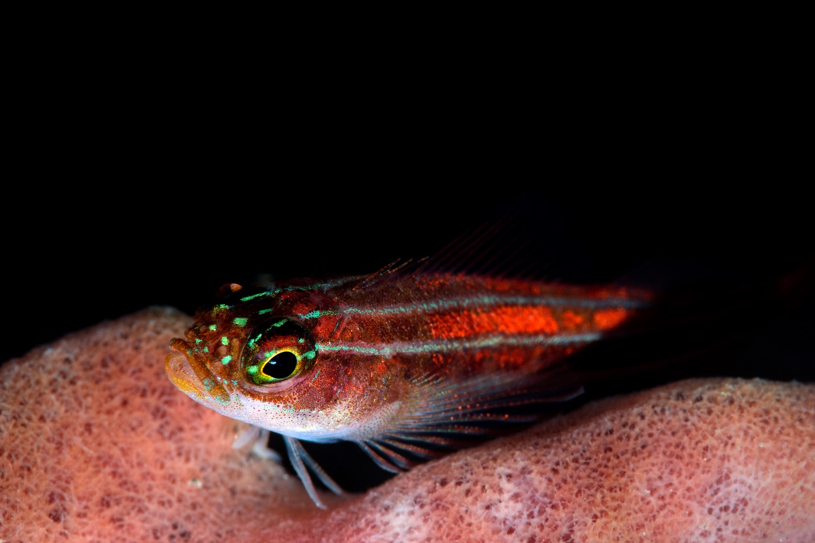 20181112_Japanese Wreck_0015 (Large)