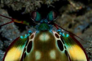 20181112_Japanese Wreck_0023 (Large)