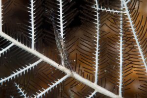 20181113_USAT Liberty Wreck_0024 (Large)