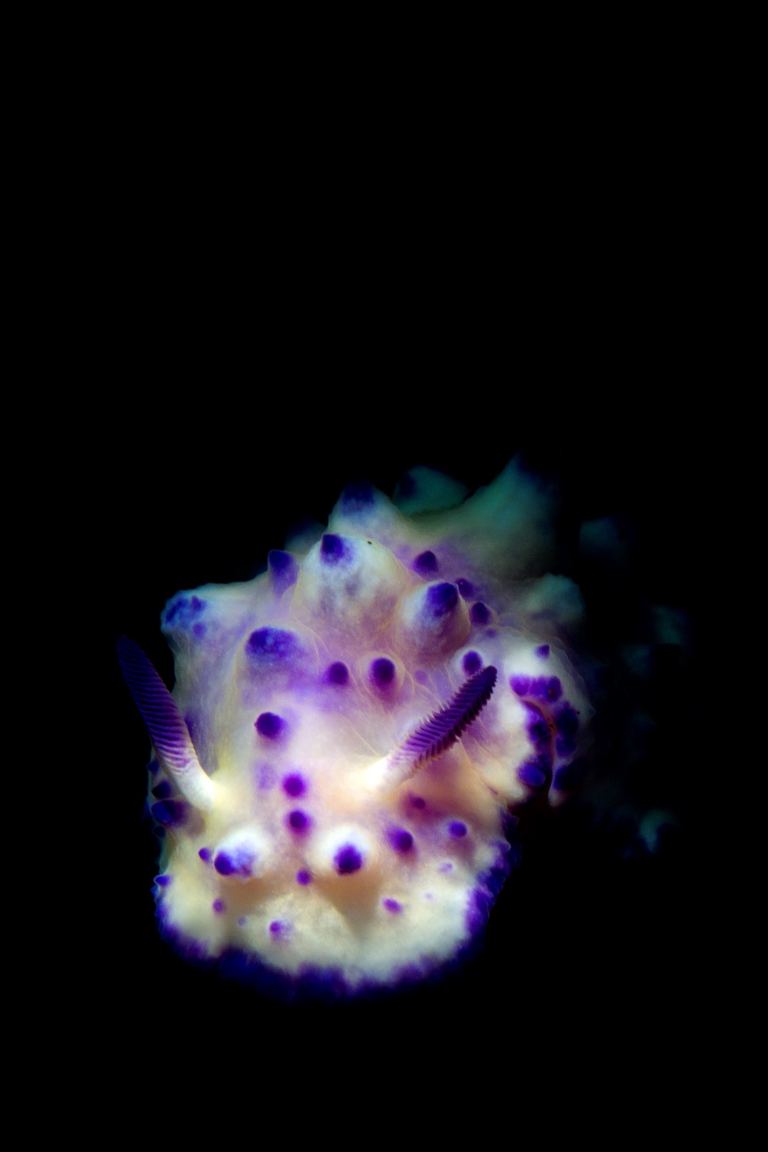 20181114_Tulamben Melasti_0005 (Large)