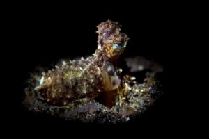 20181115_Jemuluk_0002 (Large)