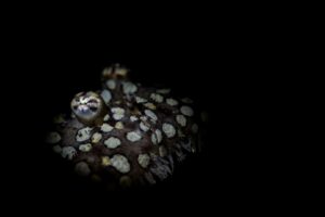 20181115_Jemuluk_0005 (Large)