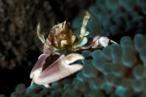 20181115_Jemuluk_0014 (Large)