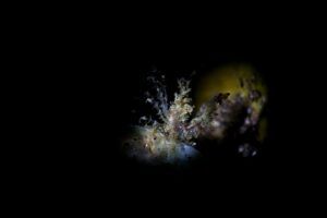 20181115_Jemuluk_0027 (Large)