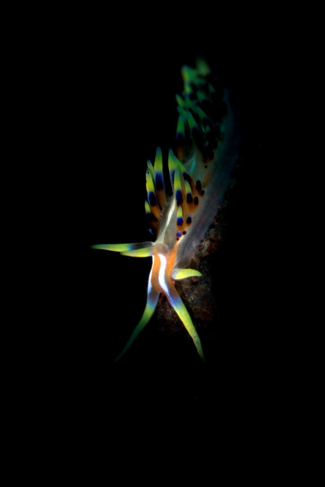 20181115_Seraya_0023 (Large)