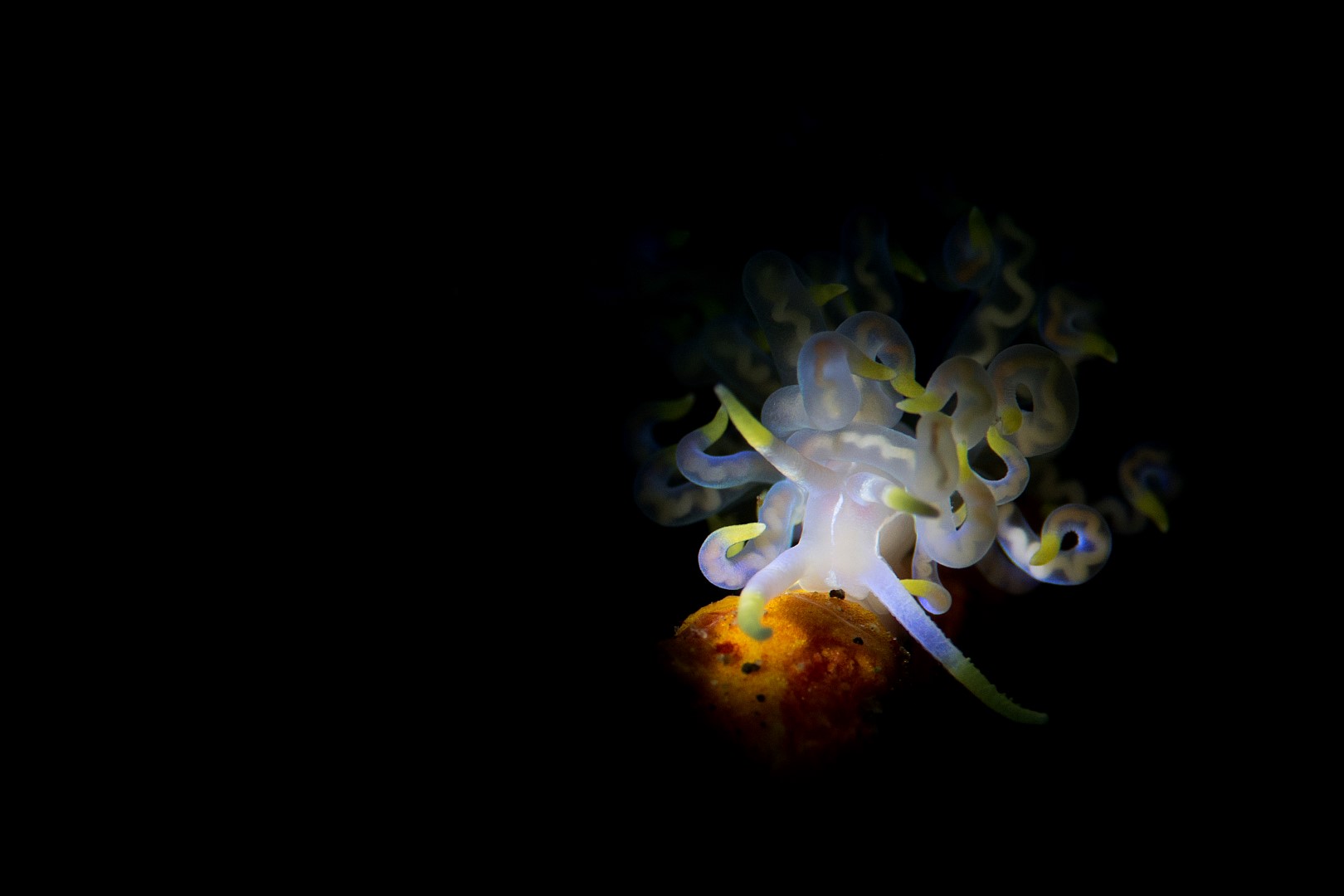 20181116_Jemuluk_0021 (Large)