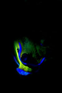 20181116_Jemuluk_0024 (Large)