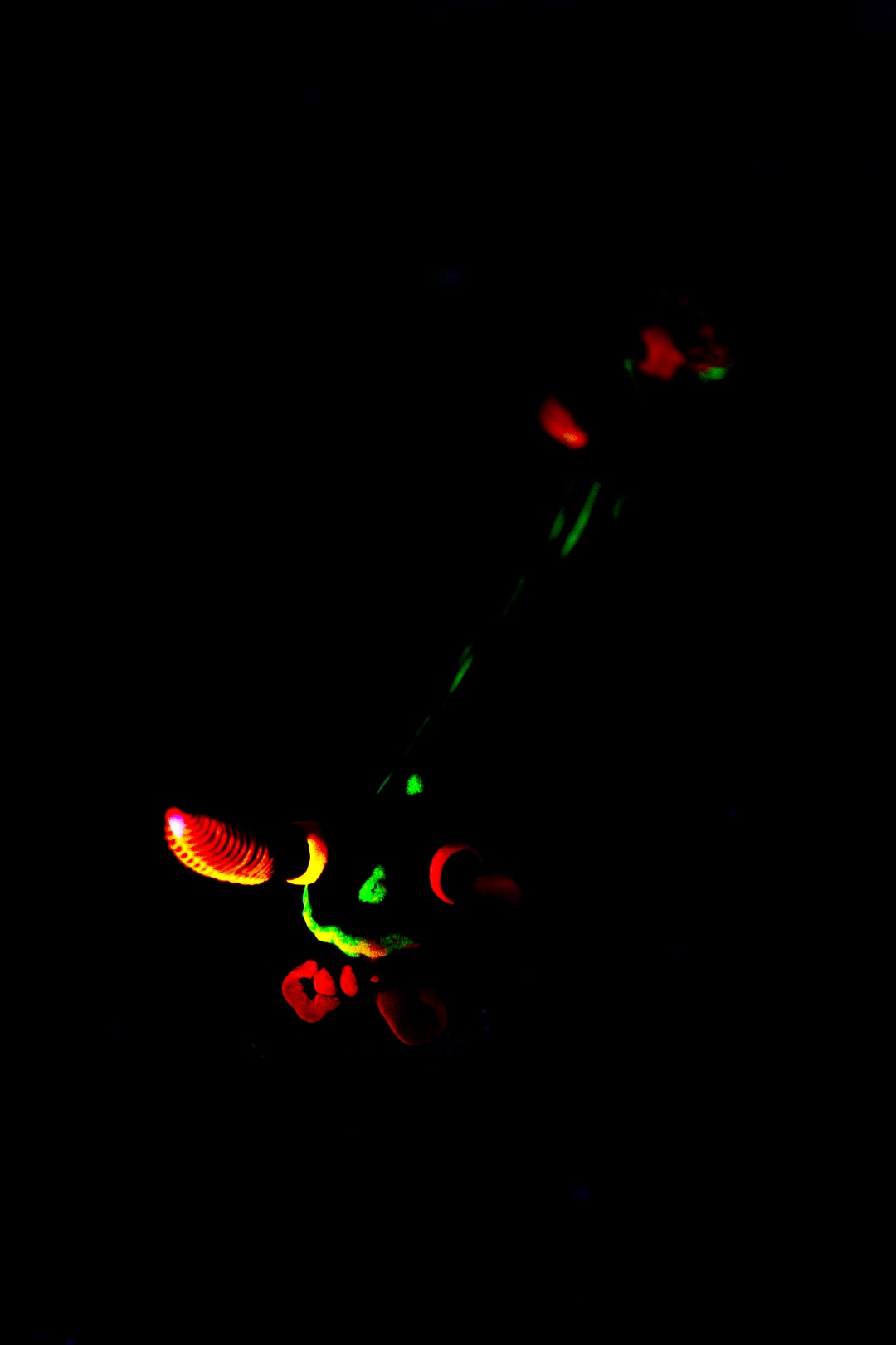 20181116_Jemuluk_0032 (Large)