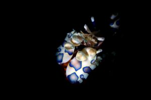 20181117_Amed Melasti_0004 (Large)