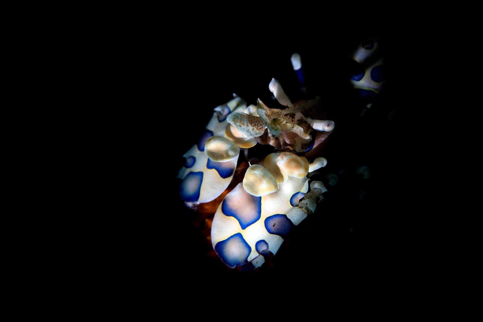 20181117_Amed Melasti_0004 (Large)