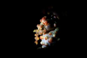 20181121_Japanese Wreck_0008 (Large)