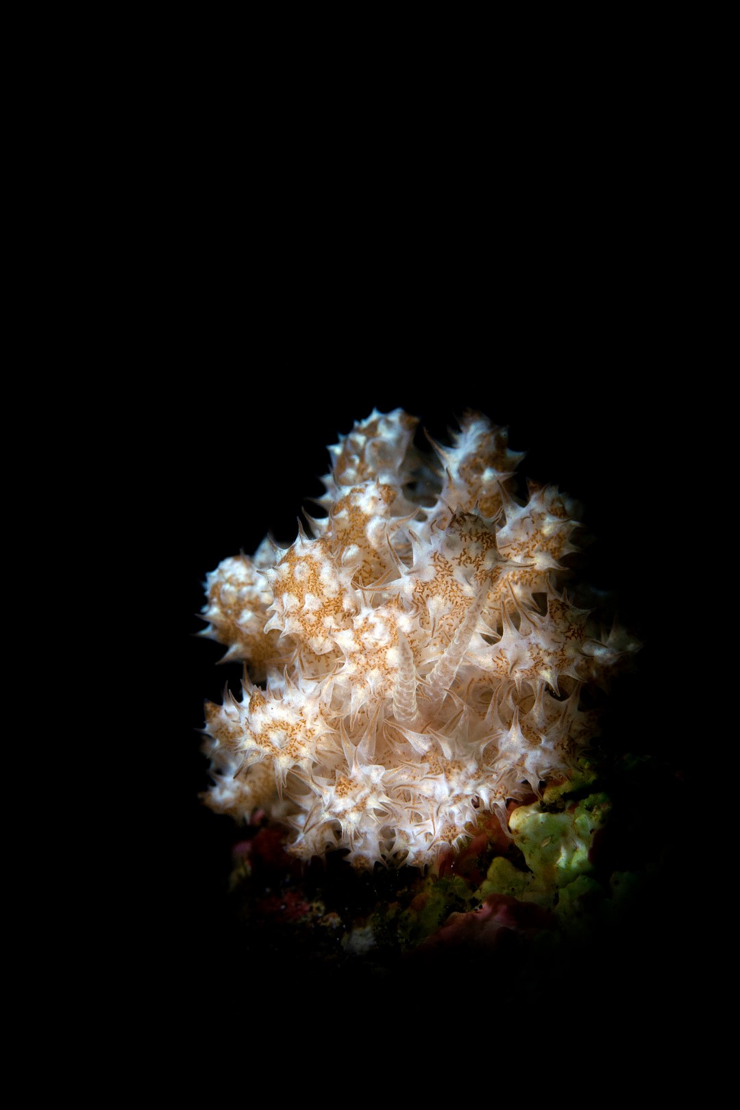 20181121_Japanese Wreck_0011 (Large)