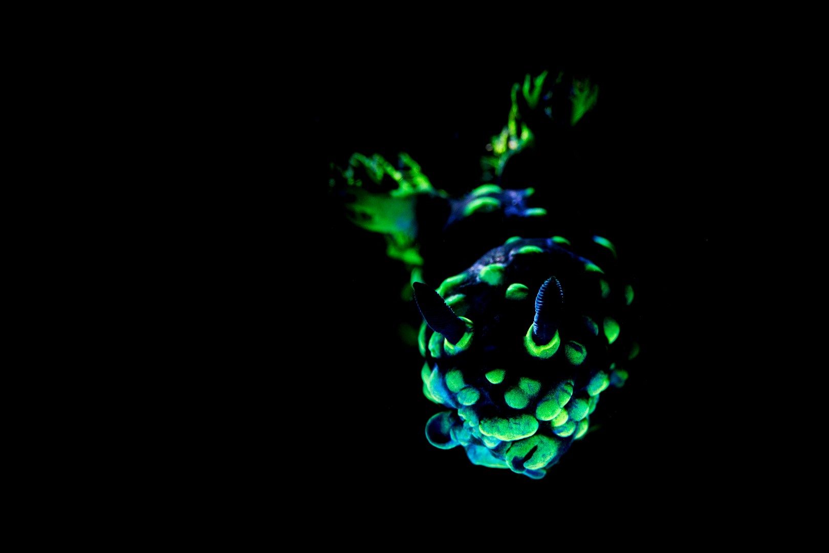 20181122_Liberty Wreck_0017 (Large)