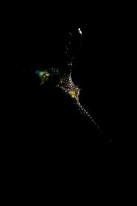 20190120_RBJ_0002 (Large)