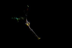 20190120_RBJ_0003 (Large)